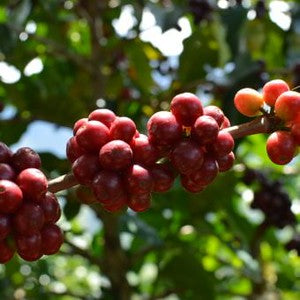 Colombia, Durley Sanchez: NEW by Sacred Grounds Coffee…