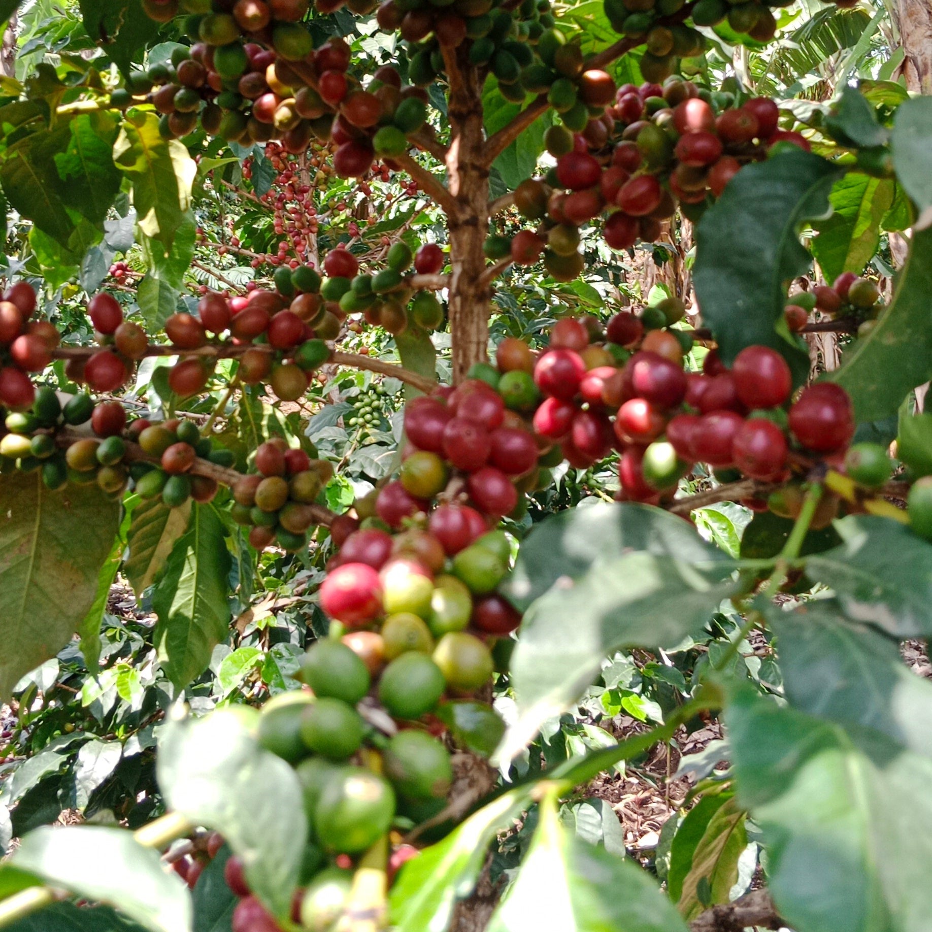 Kenya, Etago Extra Special: NEW — Kenya by Sacred Grounds Coffee Company