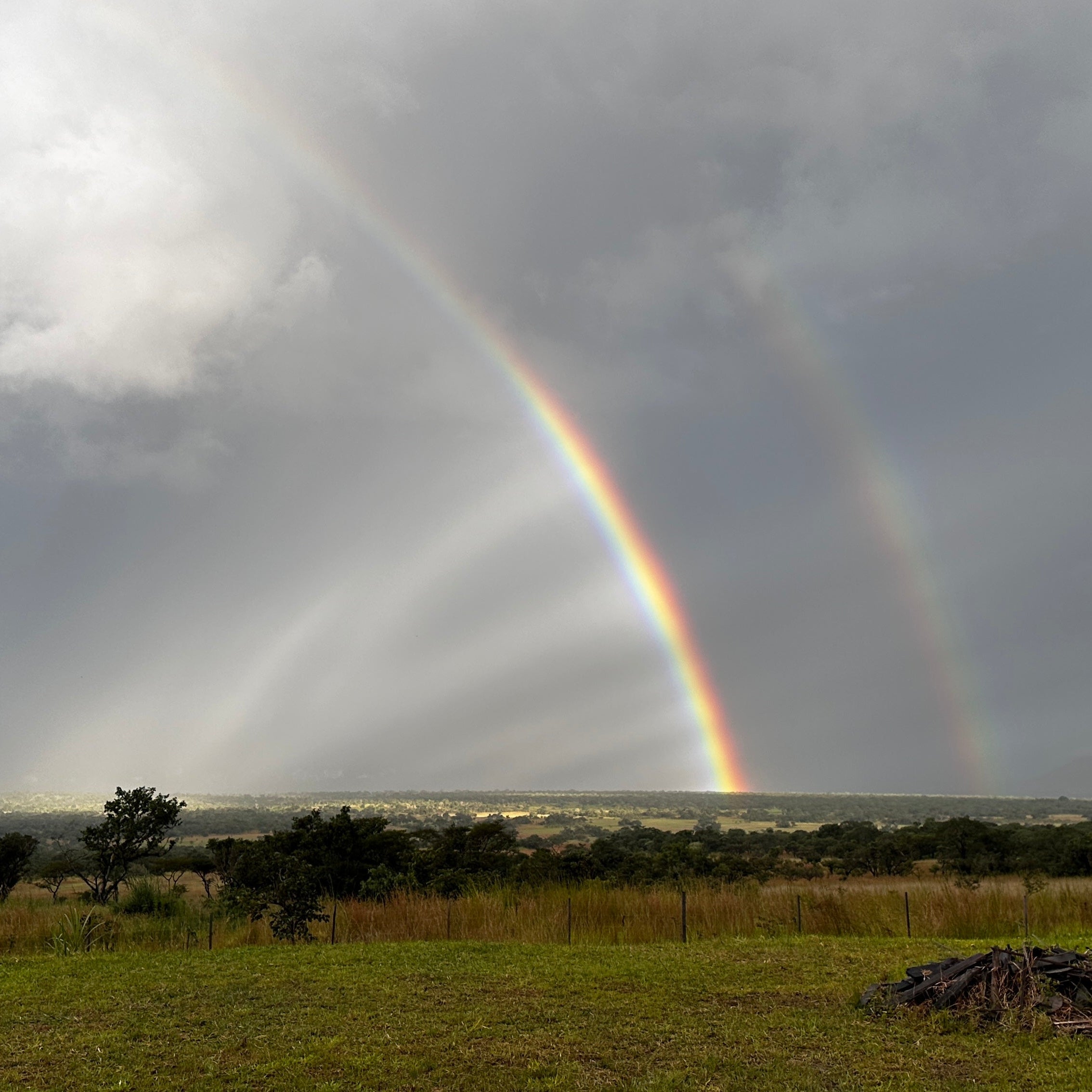 Zambia, Starmaya AB by Sacred Grounds Coffee Company
