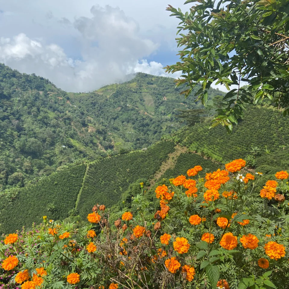 Colombia, Suukala Cafe Agrario by Sacred Grounds Coffee…
