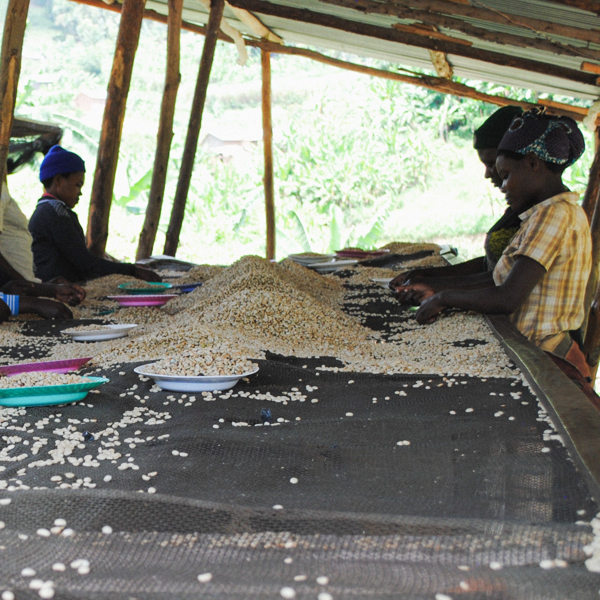 Rwanda, Isano Lot 1 by Sacred Grounds Coffee Company