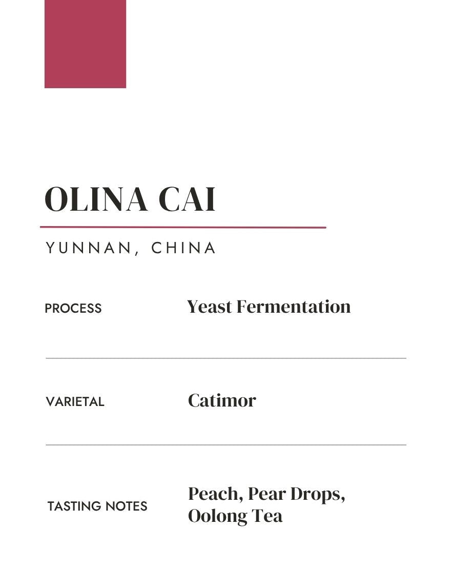 Olina Cai: China • Yeast Fermentation • Catimor