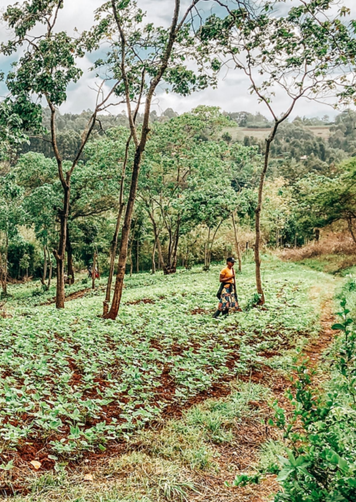 Tanzania - Ngila Estate by Shiloh Coffee Roasters