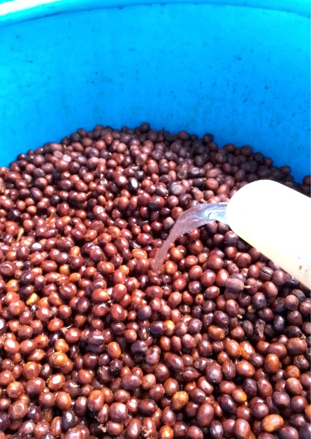 Nicaragua - Maceration for the Masses by Shiloh Coffee…