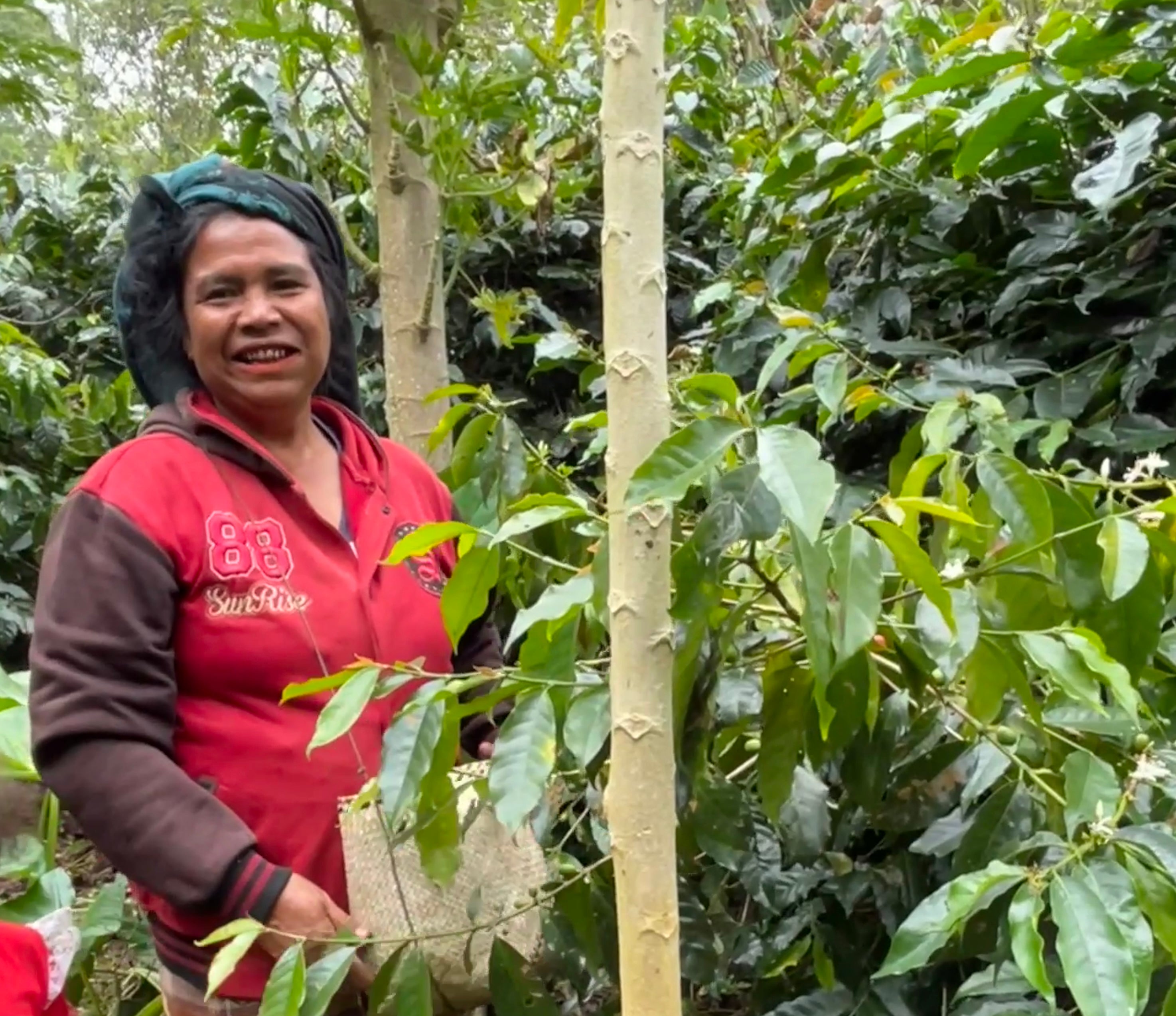 Indonesia - Nola Wonga by Shiloh Coffee Roasters