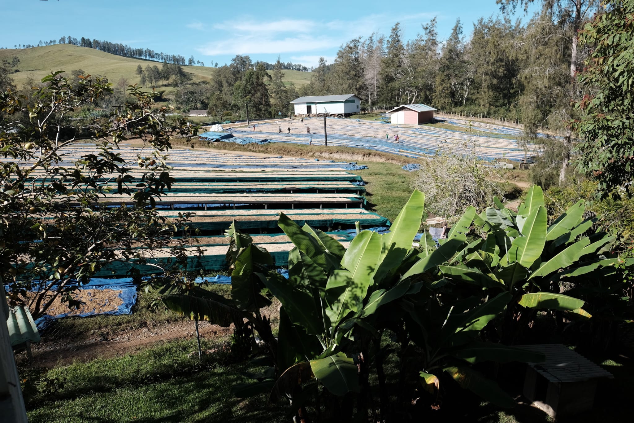 Papua New Guinea - Lamari by Shiloh Coffee Roasters