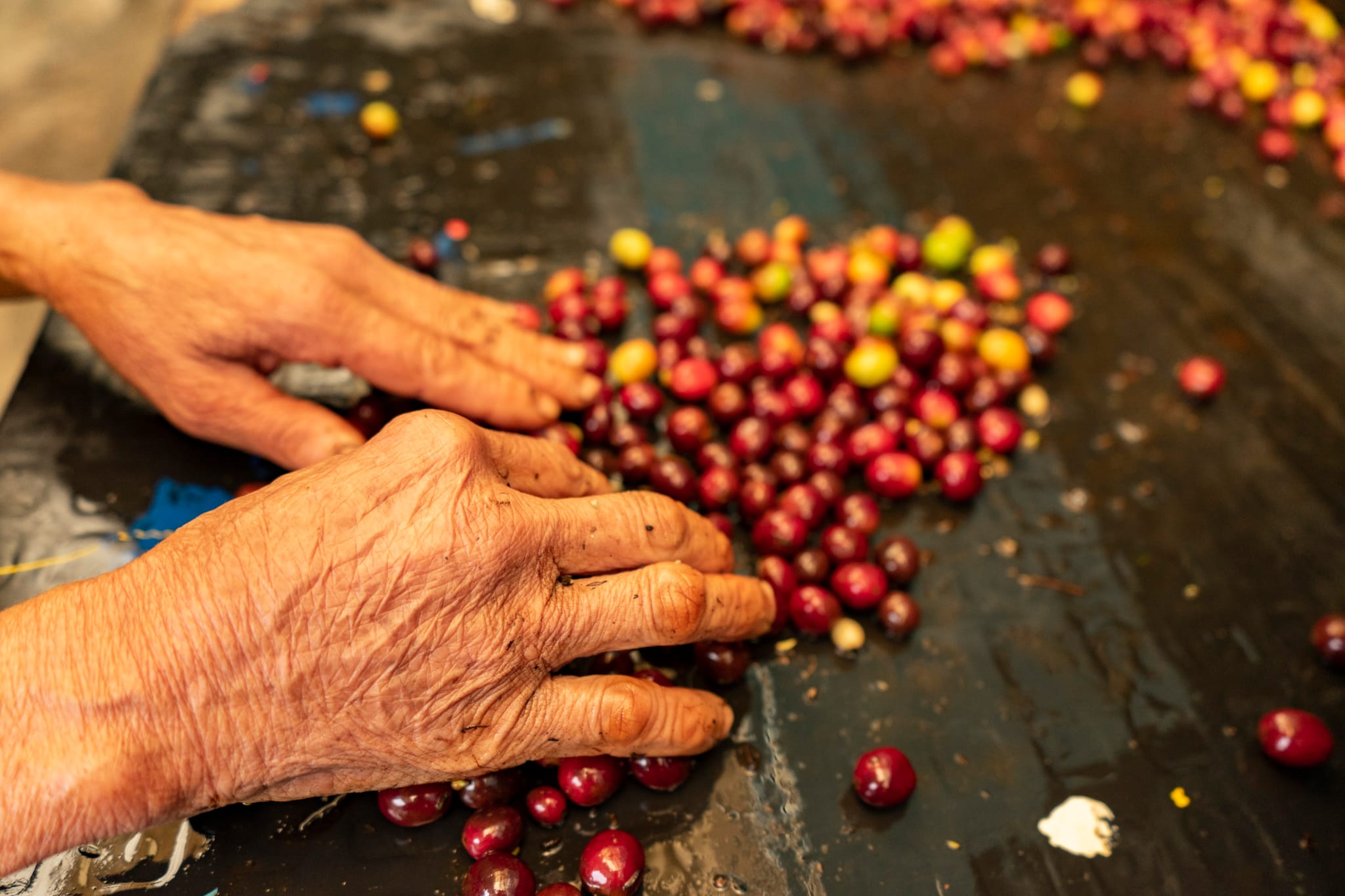 Colombia - Villamaria Decaf by Shiloh Coffee Roasters