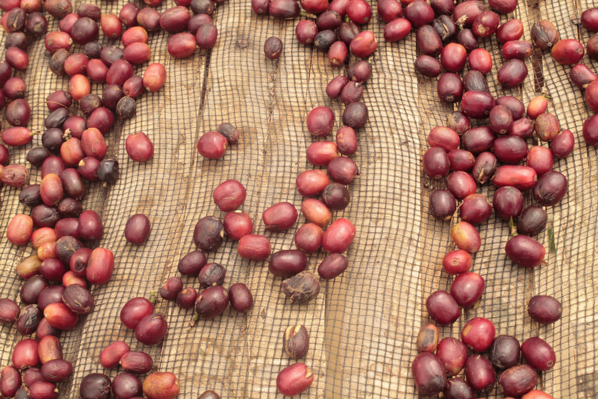 Indonesia - Sesongot by Shiloh Coffee Roasters